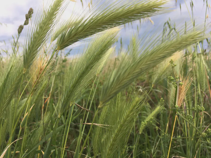 Whisper of the Meadow