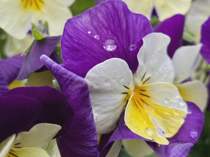 Raindrops on Velvet Petals