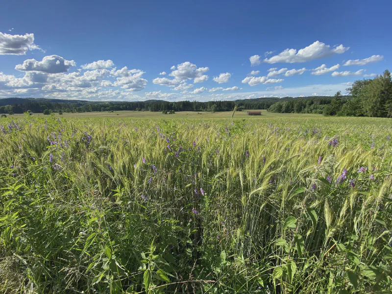 Whispers of Summer Fields