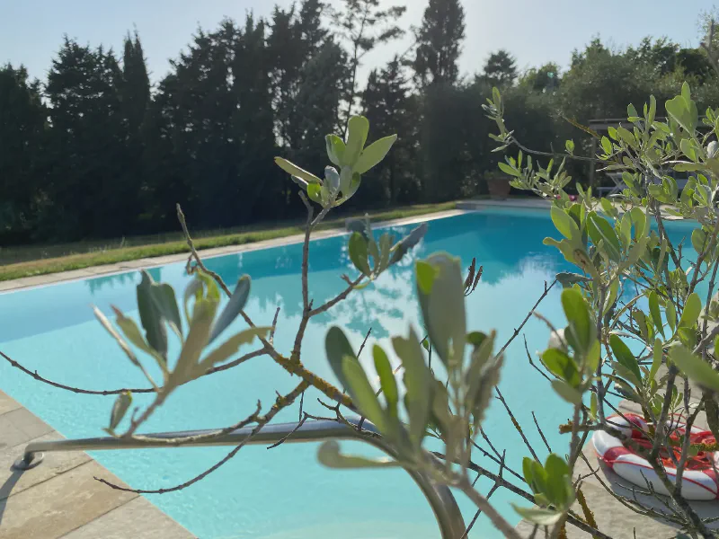 A Tranquil Poolside Morning