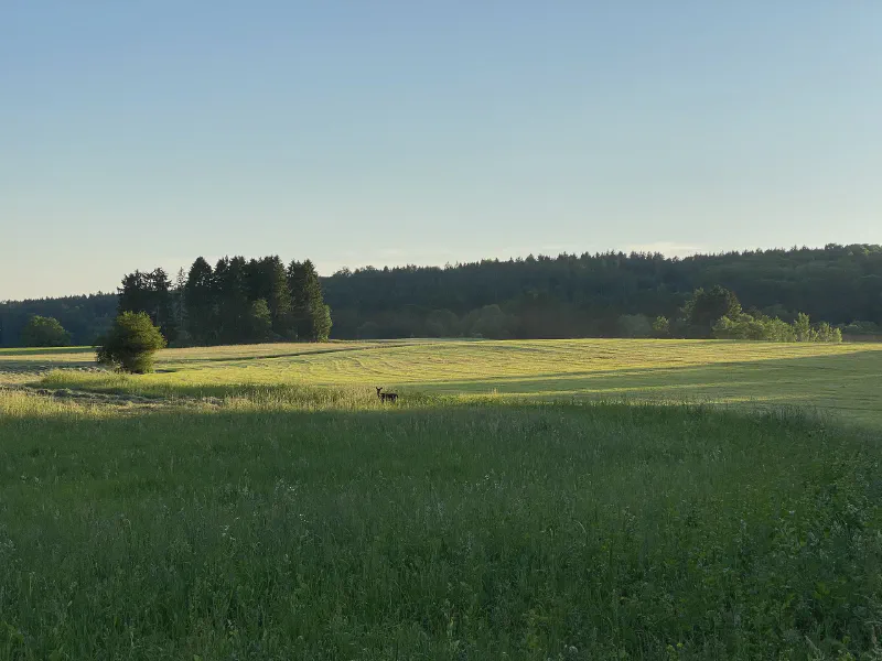 Whisper of the Evening Meadow