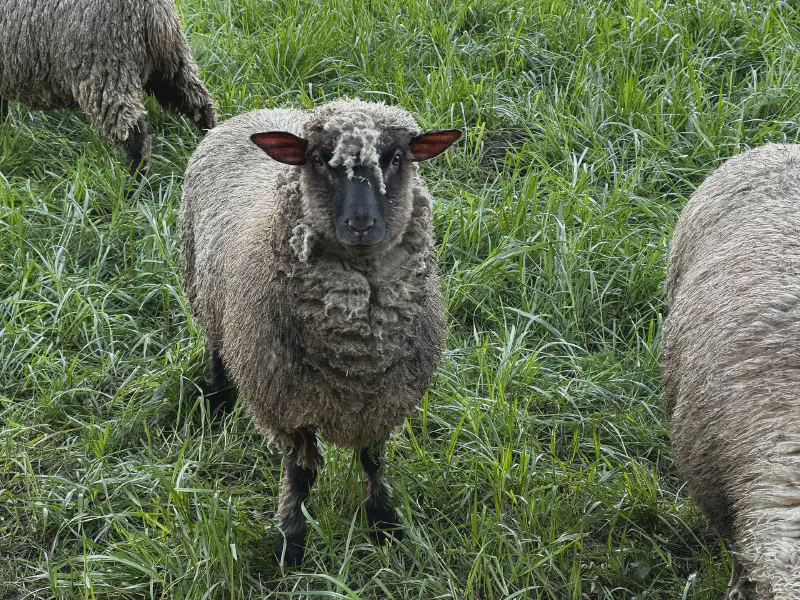 Curious Woolly Observer