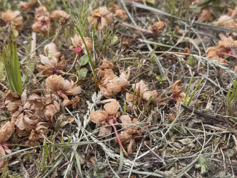 Whispers of Last Spring