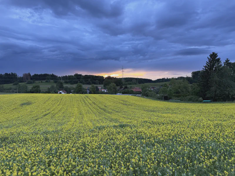 Golden Fields under Stormy Skies