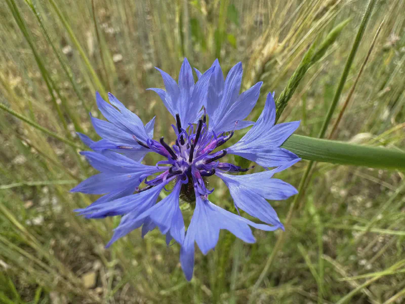 Whispers of the Meadow