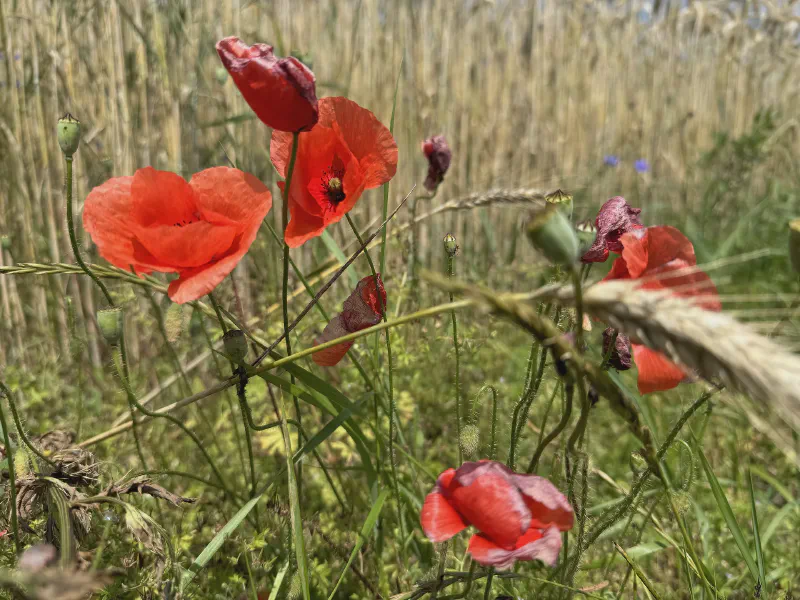 Whisper of Wild Poppies