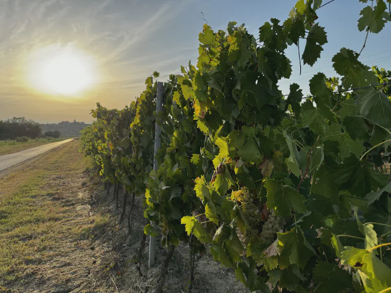 Sunlit Vineyard Morning
