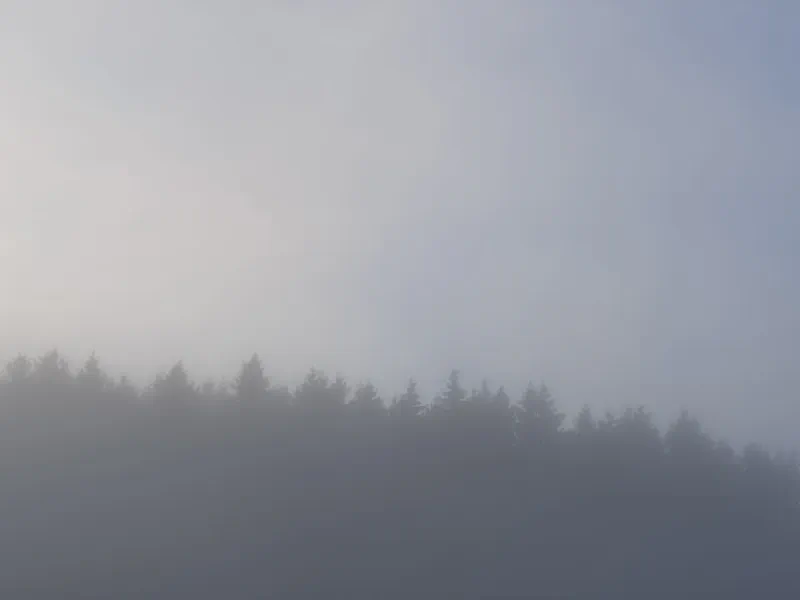 Whispering Pines in the Morning Mist